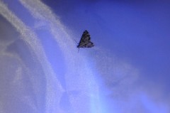 Petrophila jaliscalis