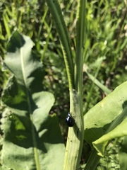 Gastrophysa cyanea