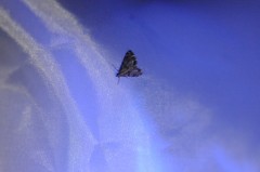 Petrophila jaliscalis