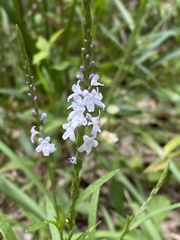 Verbena simplex