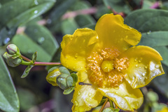 Hypericum × hidcoteense