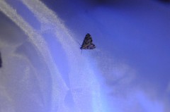 Petrophila jaliscalis