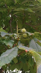 Aesculus hippocastanum
