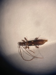 Heterachthes quadrimaculatus