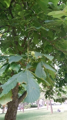 Aesculus hippocastanum