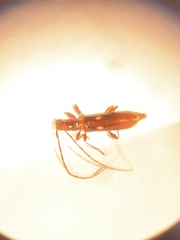 Heterachthes quadrimaculatus