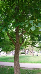 Aesculus hippocastanum