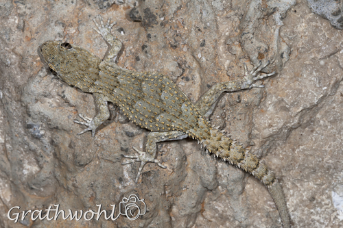 Kotschy's Gecko, photo 7 of 10