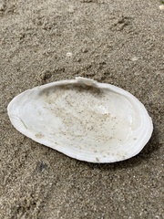 Mya arenaria