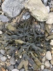 Fucus vesiculosus
