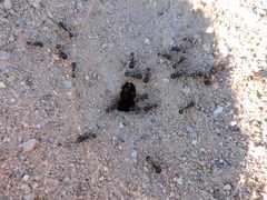 Pogonomyrmex rugosus