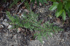 Cnidium cnidiifolium
