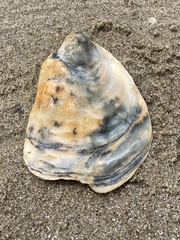 Ostrea edulis