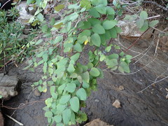 Lonicera affinis