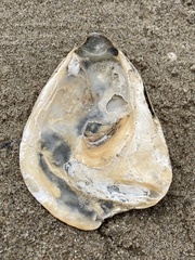 Ostrea edulis