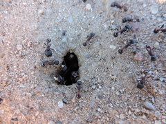 Pogonomyrmex rugosus