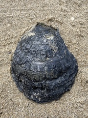 Ostrea edulis