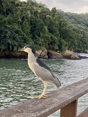 Nycticorax nycticorax