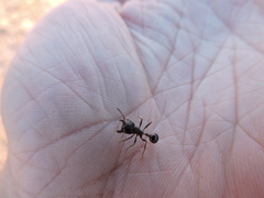 Pogonomyrmex rugosus