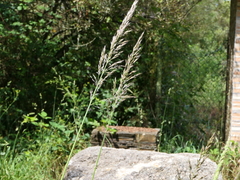 Arrhenatherum elatius bulbosum