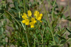 Coronilla valentina