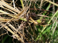 Arrhenatherum elatius bulbosum