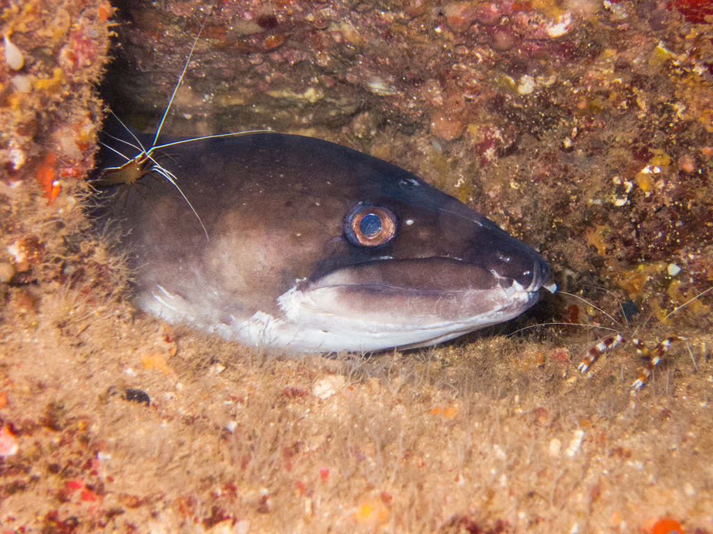 Hawaiian Mustache Conger
