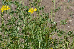 Coronilla valentina