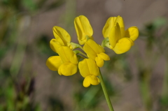 Coronilla valentina