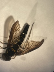 Chrysopilus ornatus