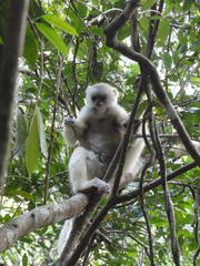 Propithecus candidus