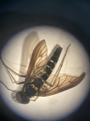 Chrysopilus ornatus