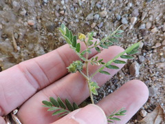 Tribulus terrestris