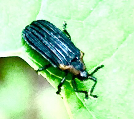 Orange-shouldered Leafminer photo 4