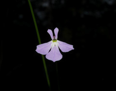 Lobelia goldmanii