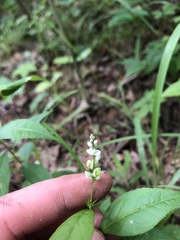 Polygala senega