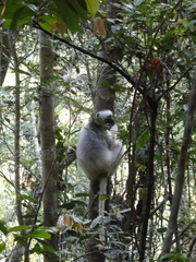 Propithecus candidus