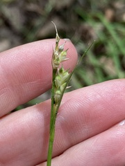Carex hirtifolia