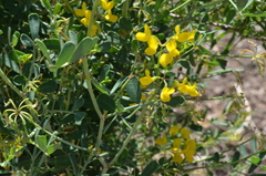 Coronilla valentina
