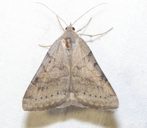 Forage Looper Moth