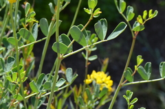 Coronilla valentina