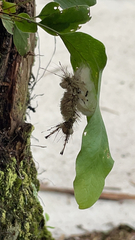 Dasychira meridionalis