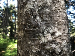 Hypogymnia metaphysodes