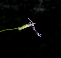 Lobelia goldmanii