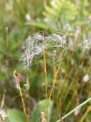 Trichophorum alpinum