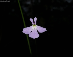 Lobelia goldmanii