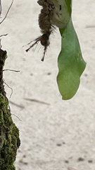 Dasychira meridionalis