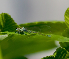 Coenagrion puella