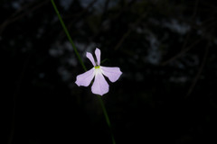 Lobelia goldmanii