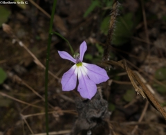 Lobelia goldmanii